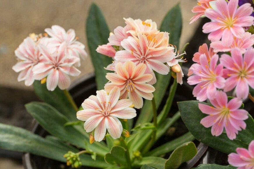 JIAN YI LIU/istockphoto.com