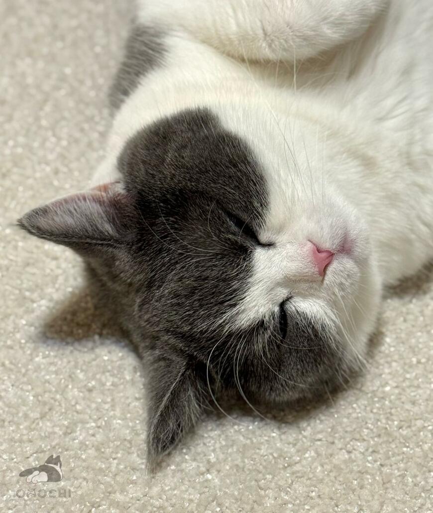 出所：@omochiomoching