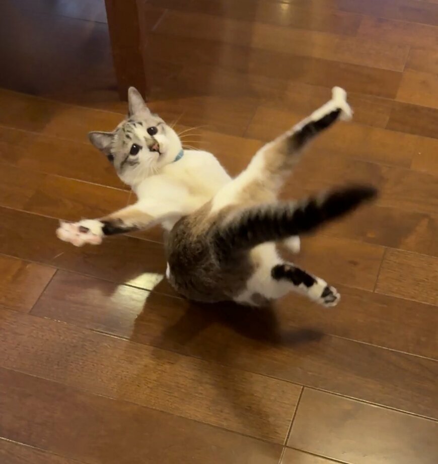 出所：@piennekomint