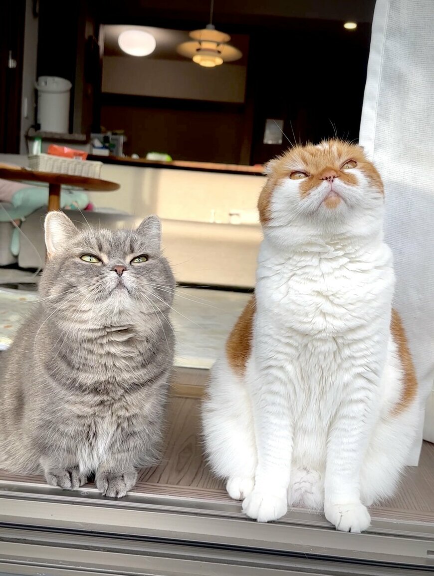 出所：@himaritomugi