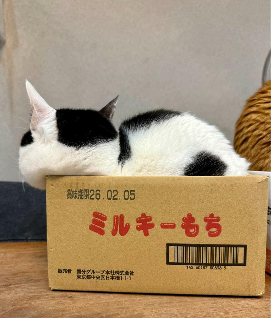 段ボールに入る猫　顔をよく見ると……まさかの「箱にピッタリ」な姿に思わず悶絶