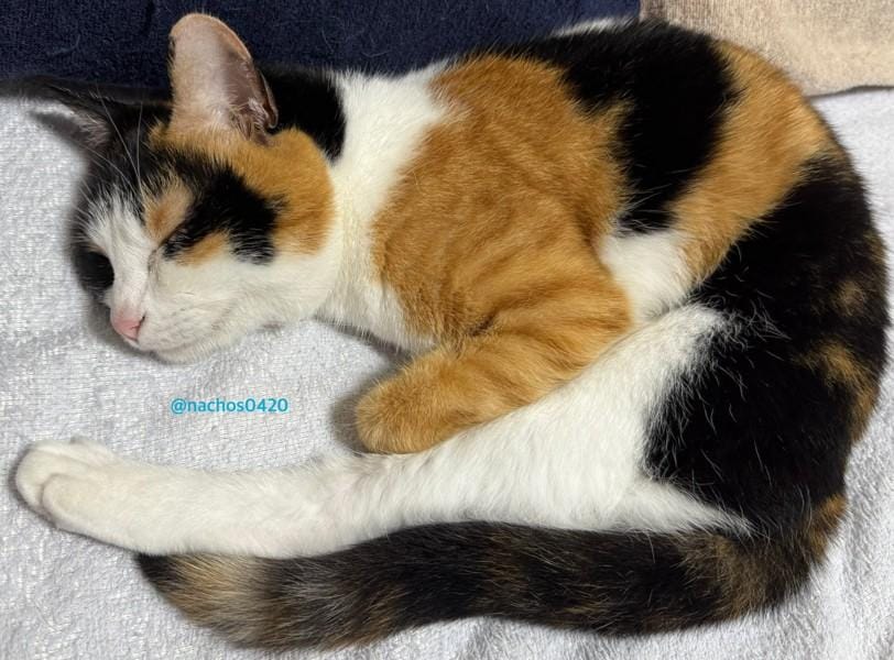 出所：@nachos0420