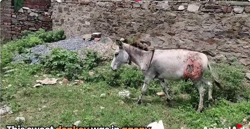 「歩けるようになったことに驚きました」大けがを負ったロバを保護　2カ月の治療を経て仲間たちの元へ