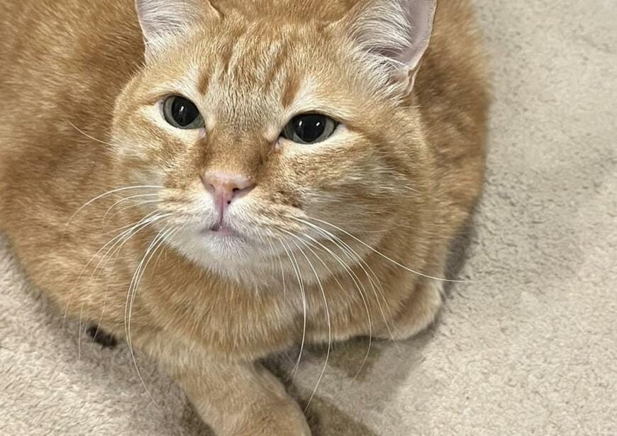 出所：@kagisuzu0531