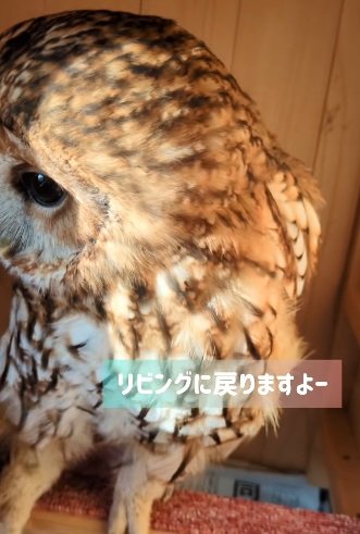 出所:@mori_luna_tawny_owl