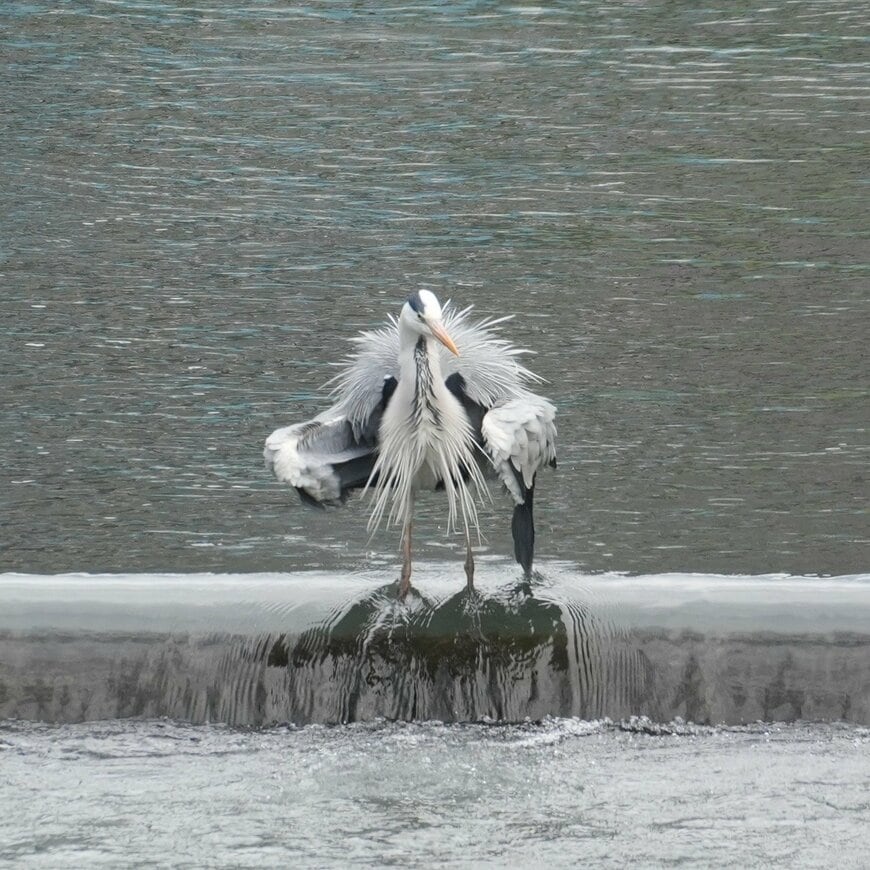 出所：@chibiko_todo