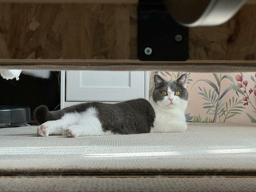 出所：@omochiomoching