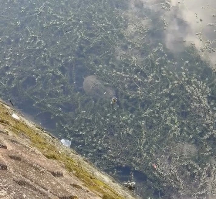 ボーっと眺めていた水面に違和感　こちらを見つめる生物の姿に「怖いし、よく気付いたね」