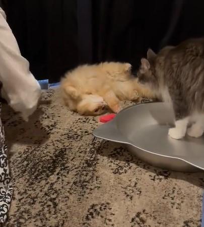 出所：@NEKOLAND13