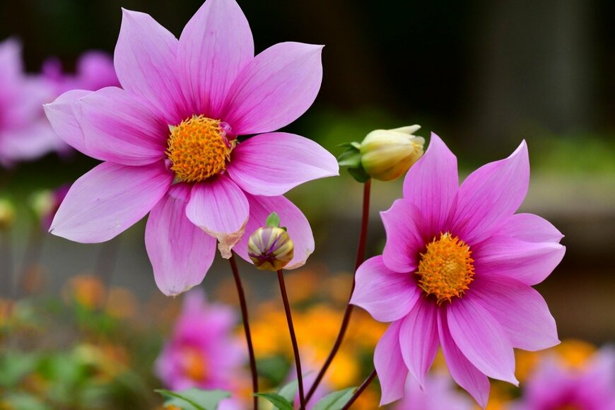 magicflute002/istockphoto.com