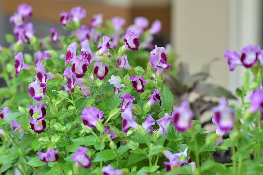 Nadia Muhammad/Shutterstock.com