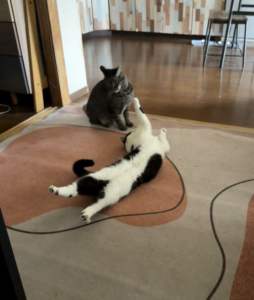 出所：@00shitemita