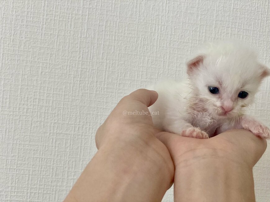 出所：@meltube_cat
