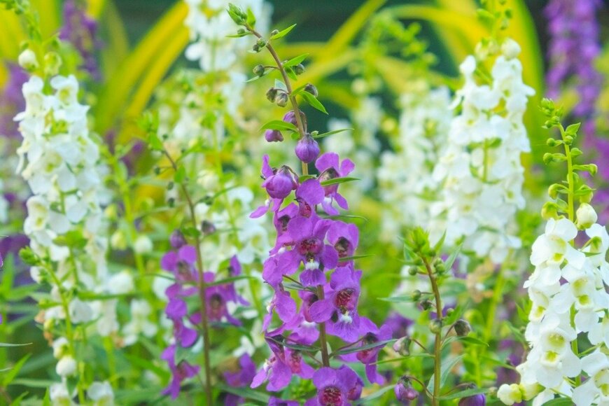 nipastock/istockphoto.com