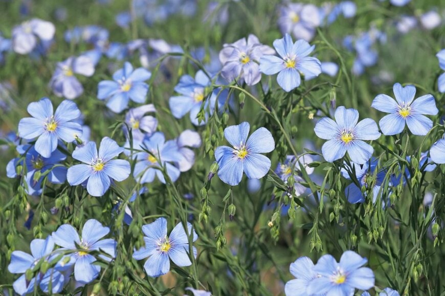 Emilio100/shutterstock.com