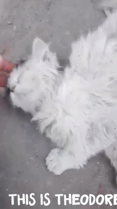 【保護猫】捨てられ悲しい目に遭っていた子猫　保護され「自力で食事」をする様子に感動