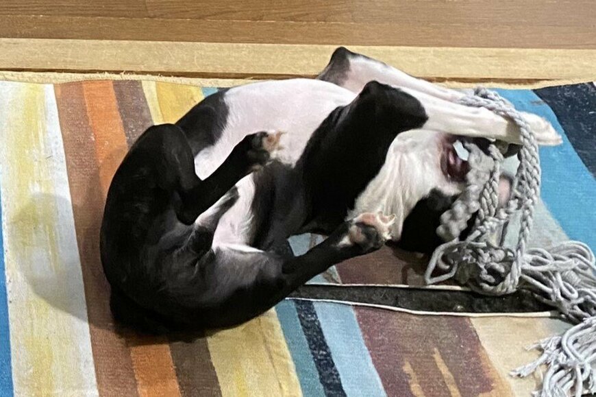 出所：@00shitemita