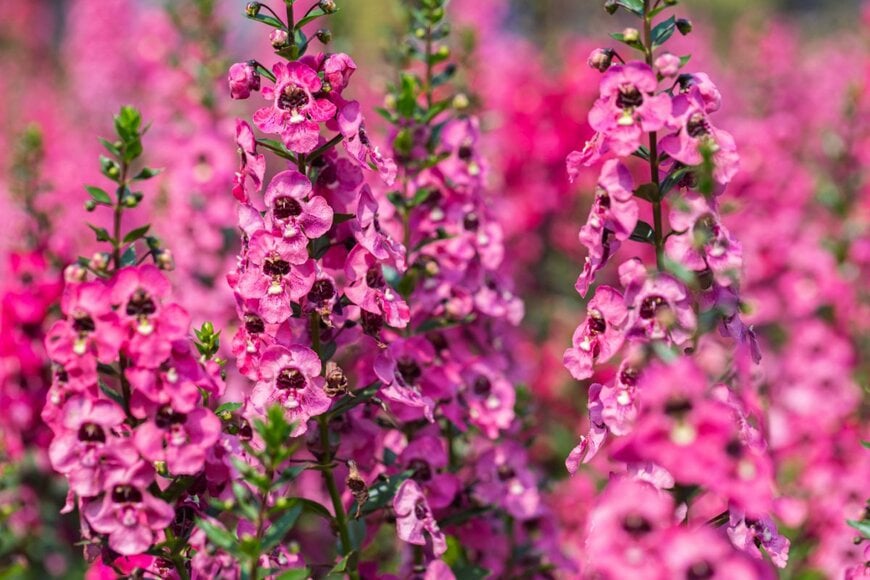 Old Man Stocker/shutterstock.com