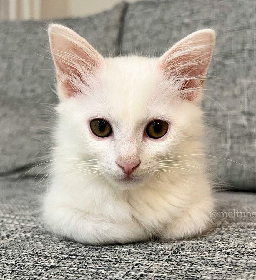 出所：@meltube_cat 