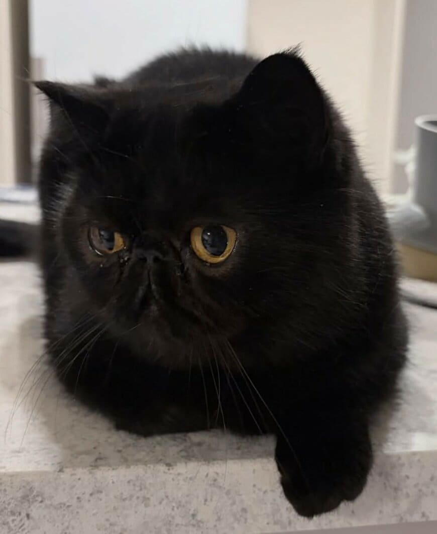 出所：@kotetsu_0420