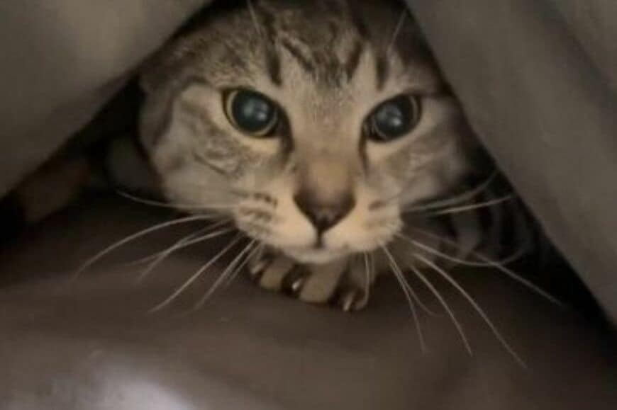 毎朝「困っていることがある」猫の飼い主が話題　まさかの要求に「は？」「こ、これは…困りたい」