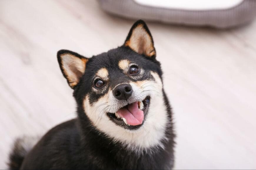 飼い主にかまってほしい柴犬→【おちおちゲームもできない】まさかのアピールに思わず笑ってしまう