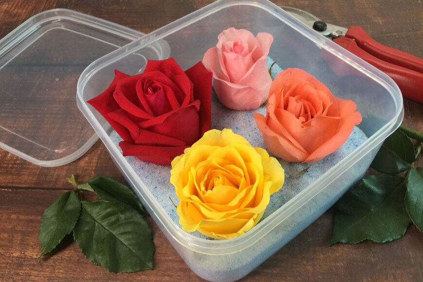 Mark Brandon/shutterstock.com