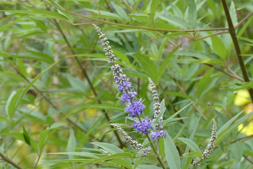 guentermanaus/shutterstock.com
