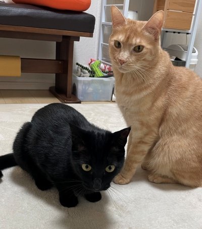 出所：@Teagle_Noir