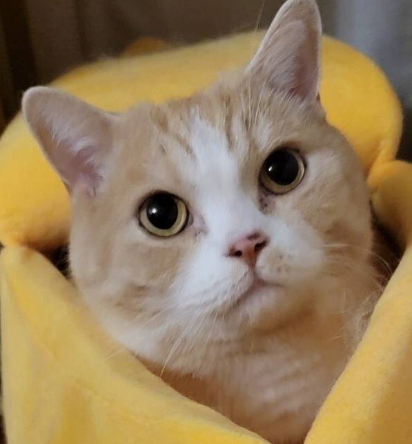 出所：@nekotansoku