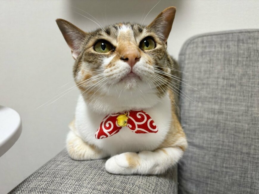 「猫飼いあるある」カメラロールに共感殺到「だって可愛いんだもの」