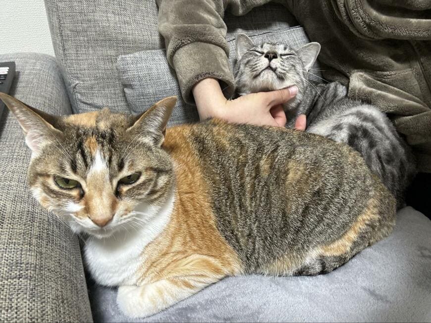 出所：@totomaru_hanmi