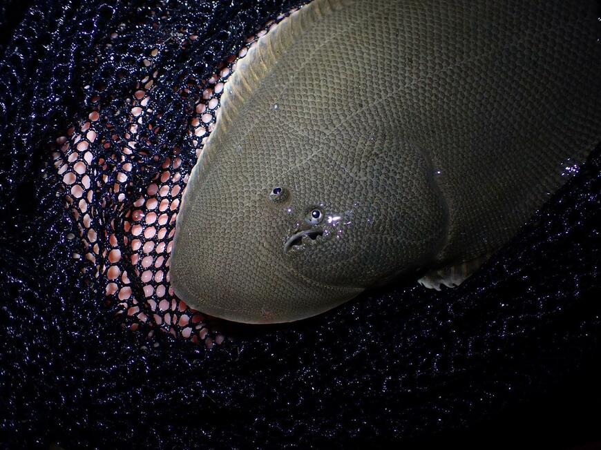 出所：@mamimumemo8181