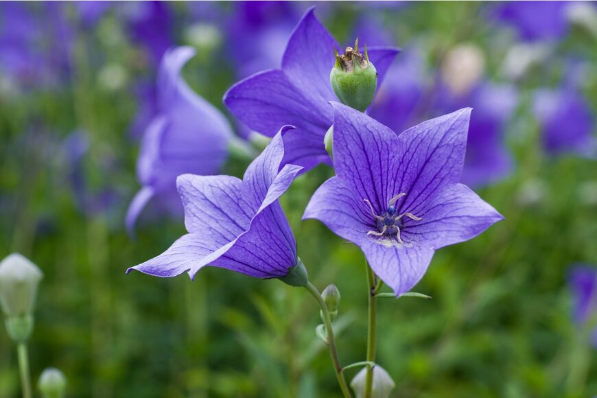 H.Tanaka/Shutterstock.com