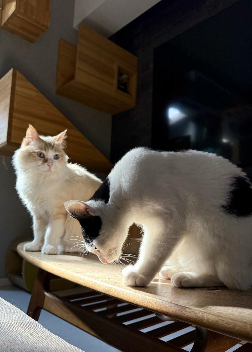 出所：@omochi_nam01