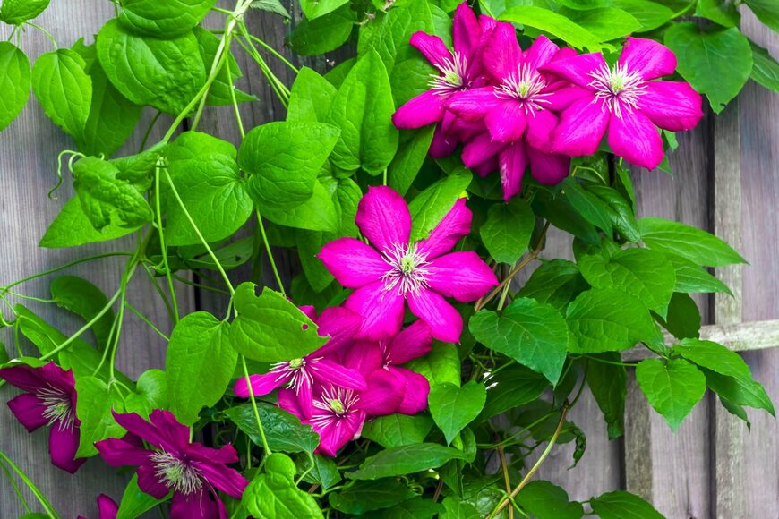 【ガーデニング】大人っぽくてオシャレな多年草オススメ7選！夏の庭を彩る美しい花々を紹介