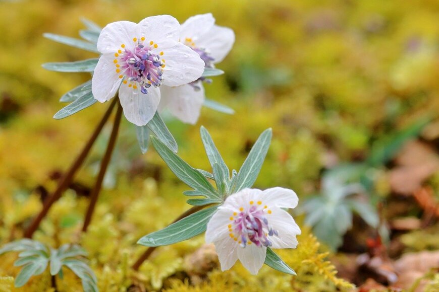 【ガーデニング】立春の庭に咲くキュートな草花7選。麗らかな季節を告げる植物たち