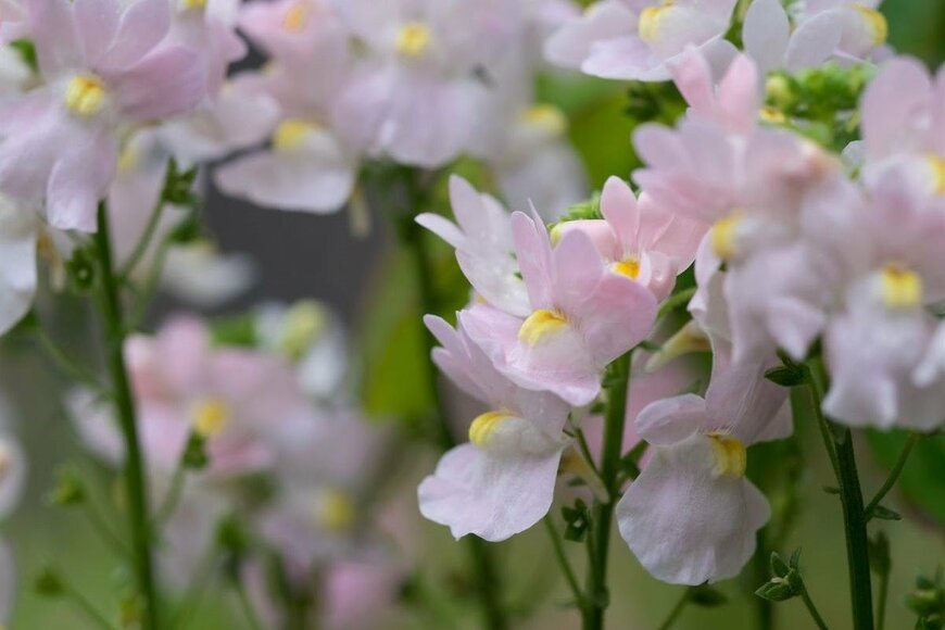 【春めく寄せ植えガーデニング】パステルカラーの花色が可愛い「春の寄せ植え」組み合わせ例を紹介