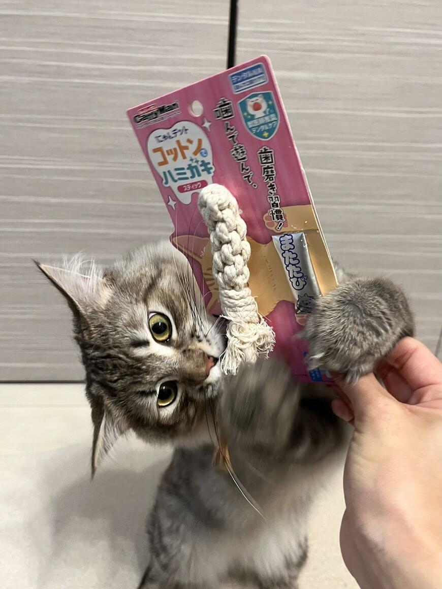 歯みがき用品と猫