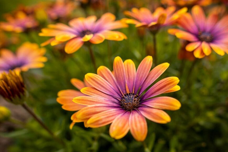 オレンジ色の花を咲かせている、オステオスペルマム