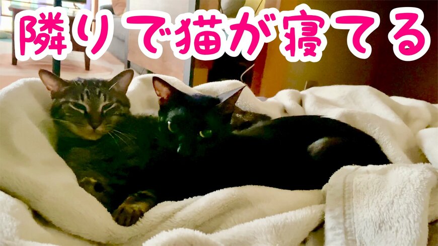 2匹の猫