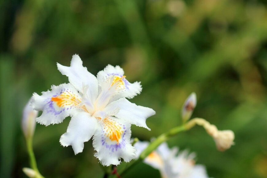 ヒメシャガの花。色は白。