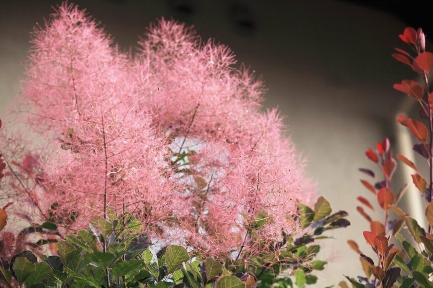淡いピンクの花を咲かせているスモークツリー