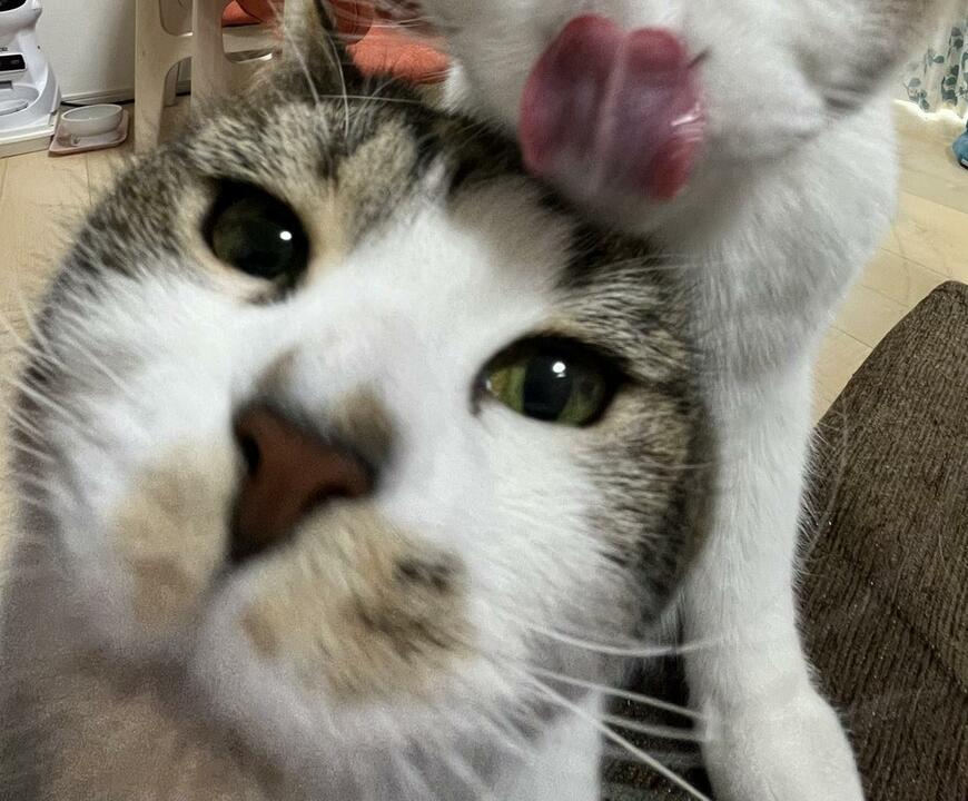 個性あふれる猫