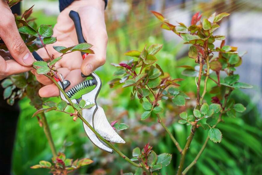 茎をハサミで切っている様子