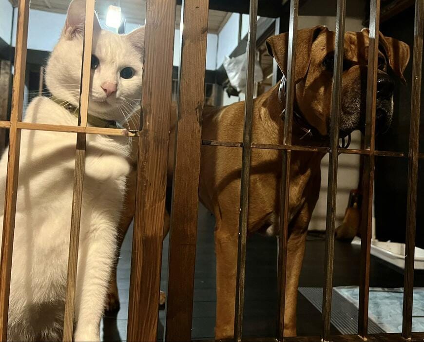 猫と犬
