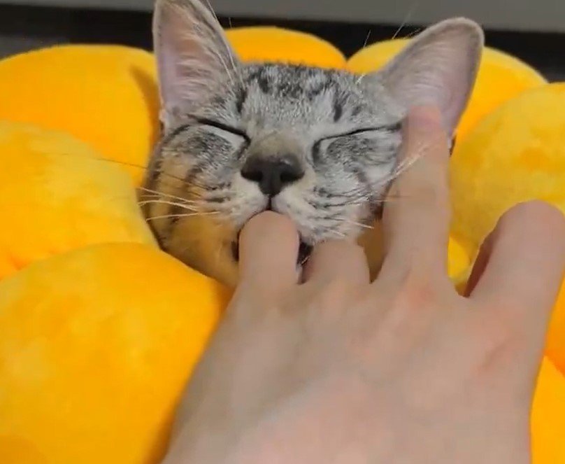 眠そうな猫