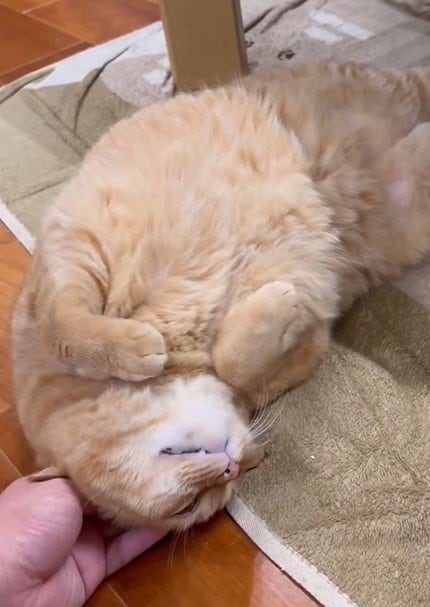 甘えん坊さんな猫