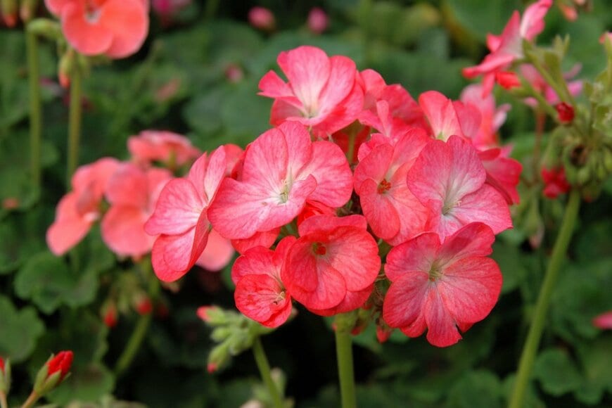 鮮やかな赤色のゼラニウム