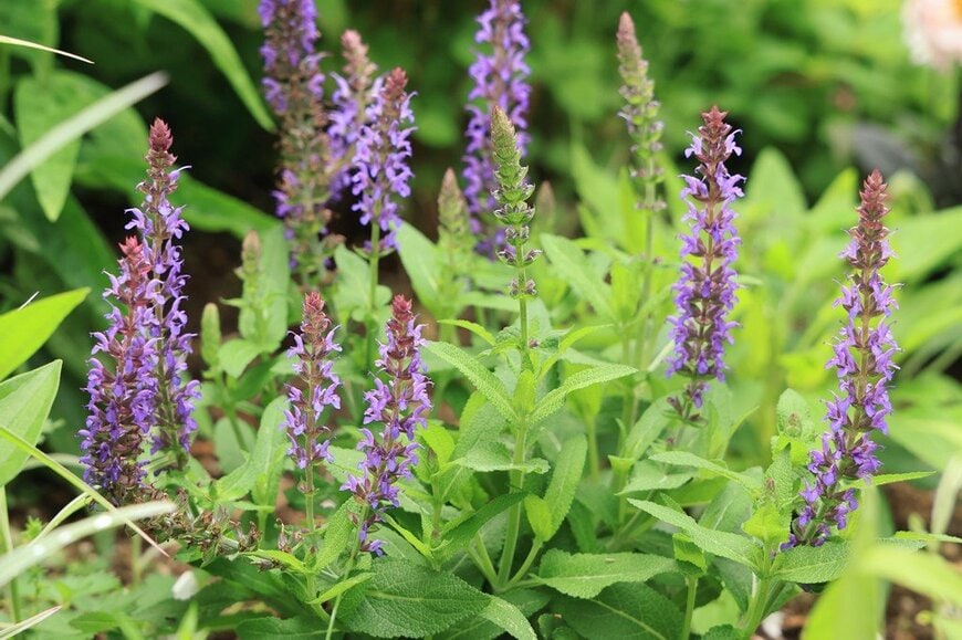 青紫の花穂を立ち上げているセージ